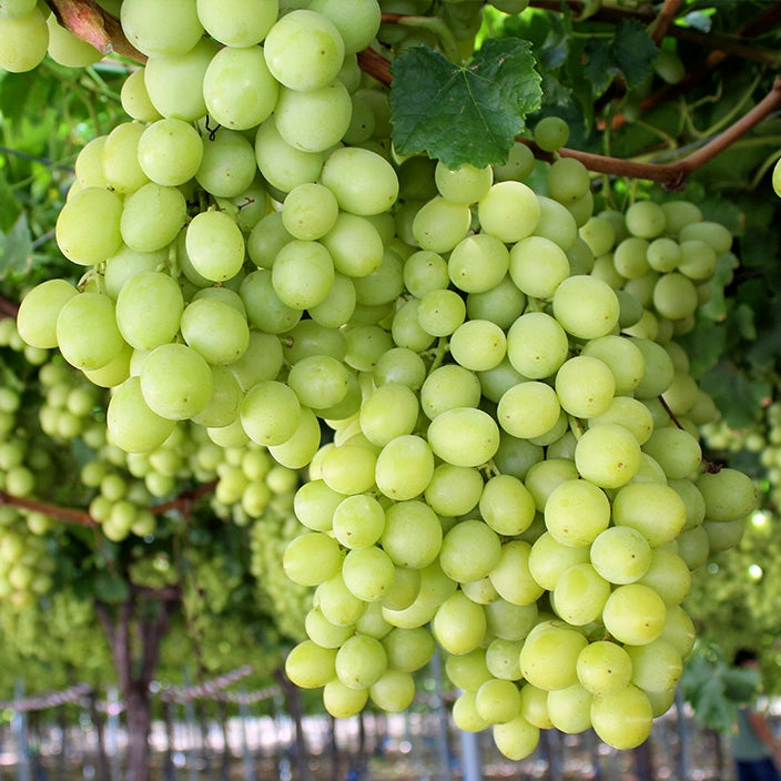 Winogrona Bezpestkowe Deluxe