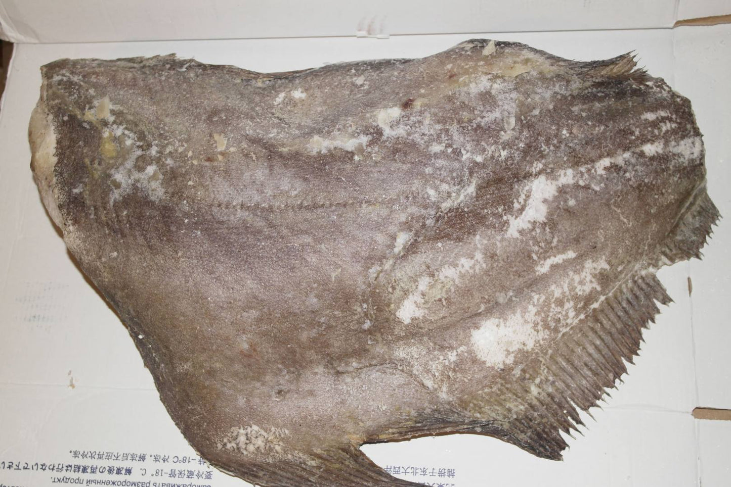 Halibut tusza