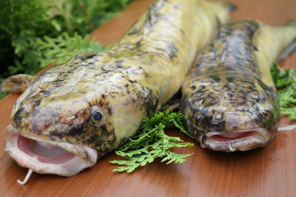 Miętus