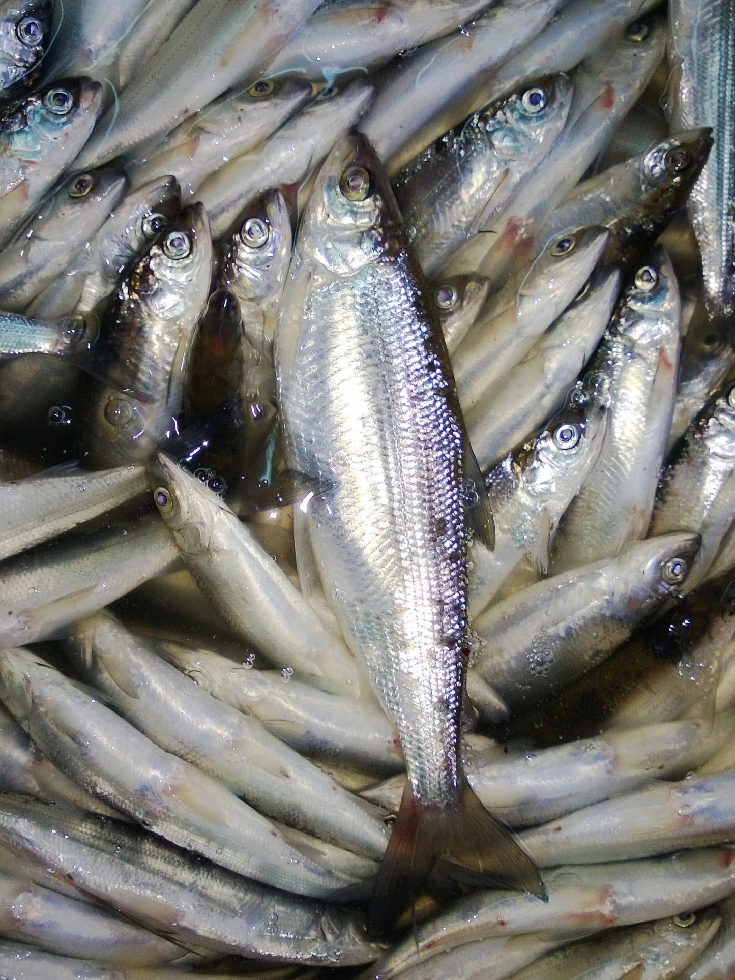 Sielawa Patroszona