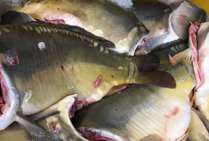 Karp Tusza