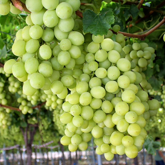 Winogrona Bezpestkowe Deluxe